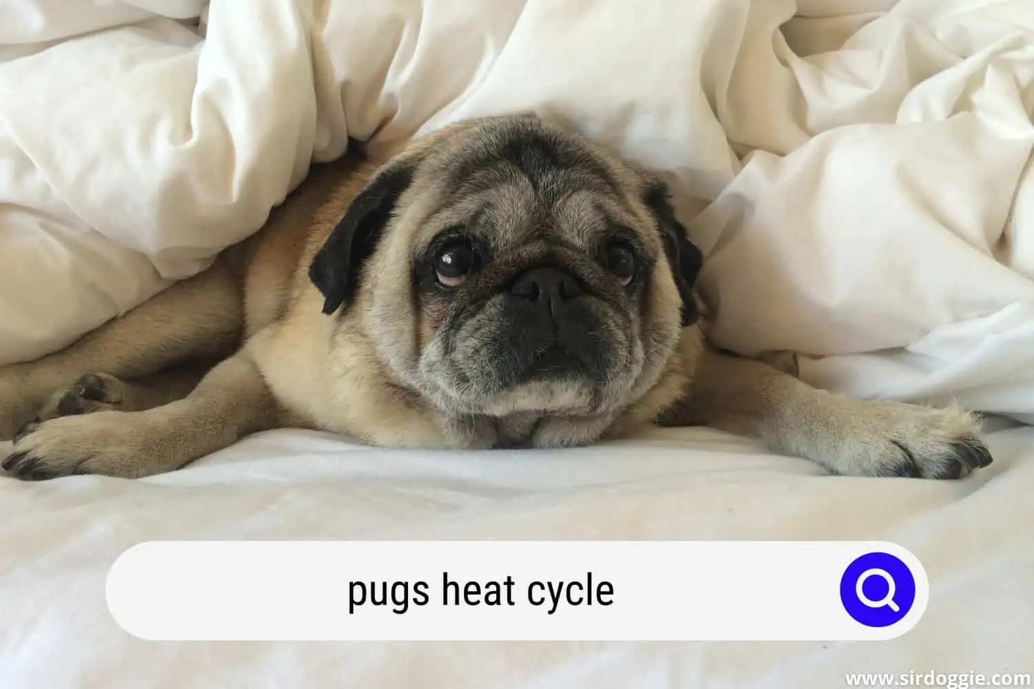 pugs heat cycle