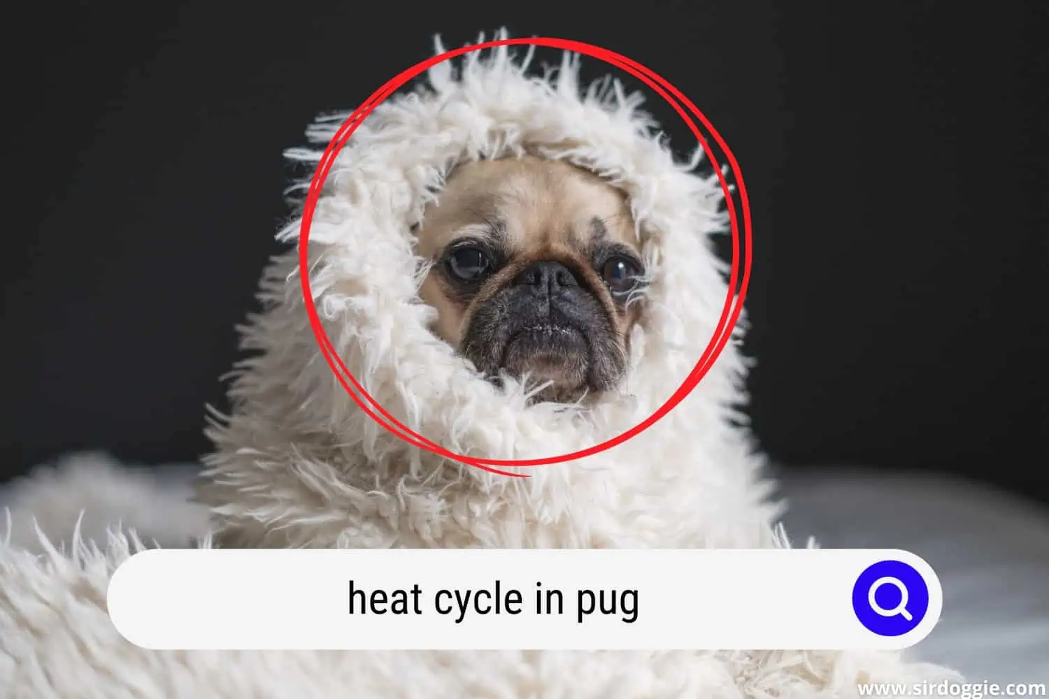 heat cycle in pug