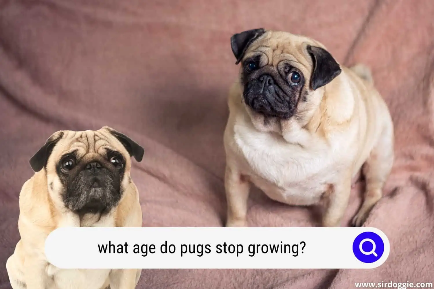 what age do pugs stop growing