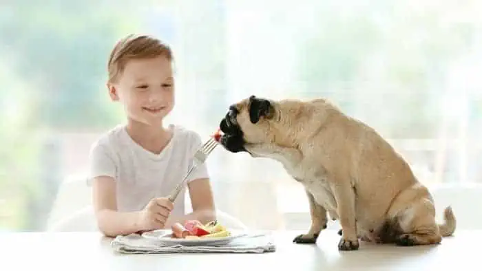 what can pugs eat