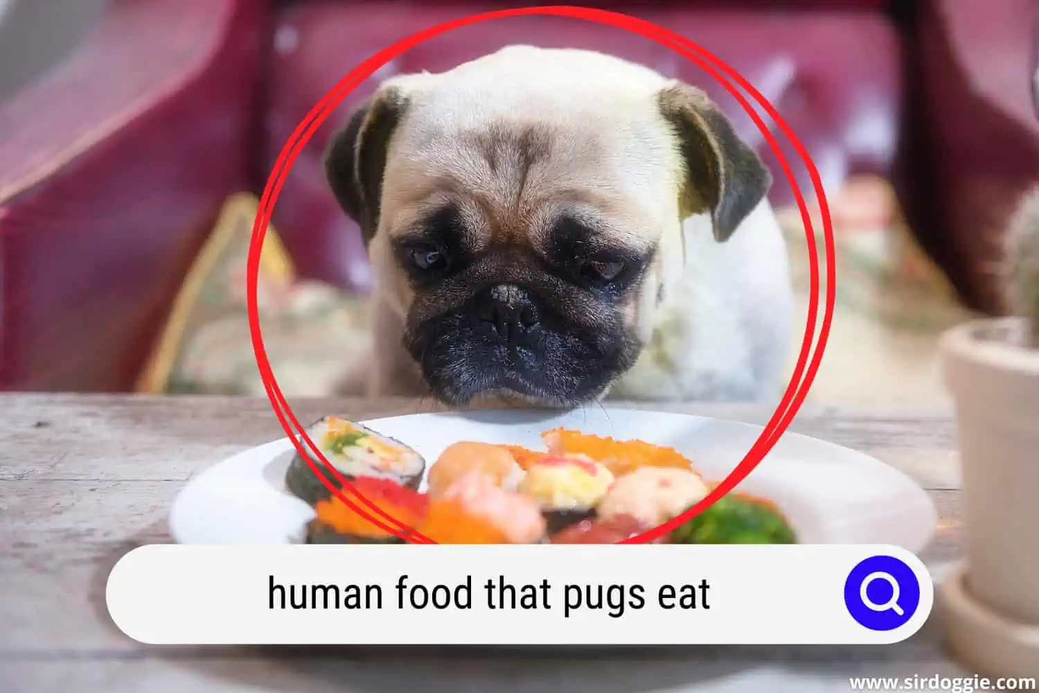 pug eating sushi