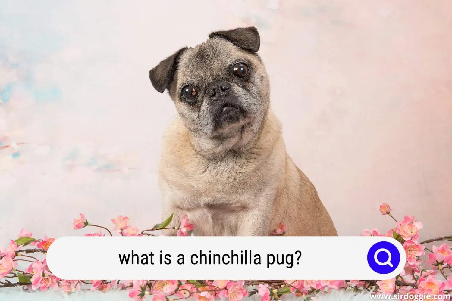 what is a chinchilla pug