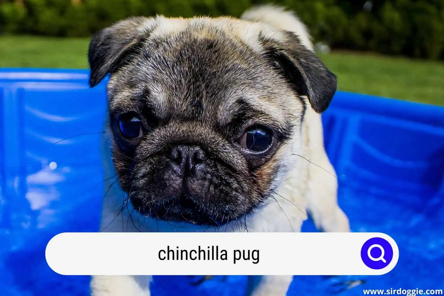 chinchilla pug