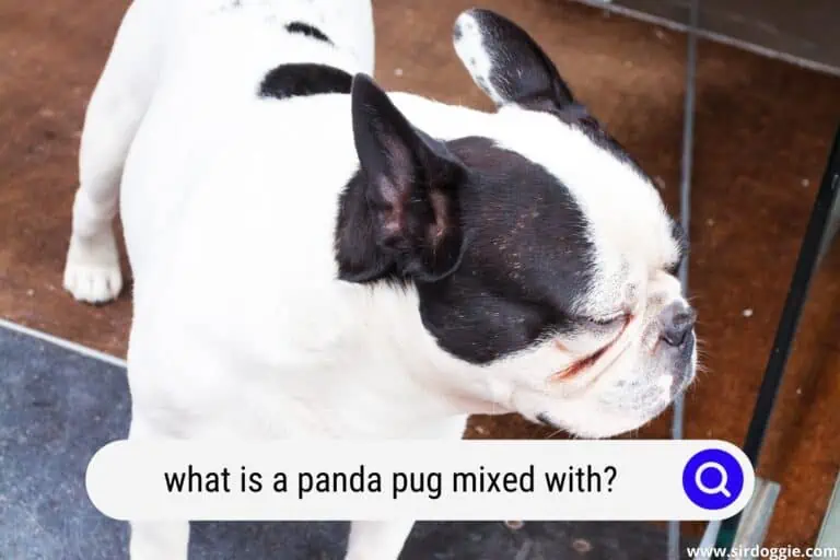 What Is A Panda Pug Mixed With?