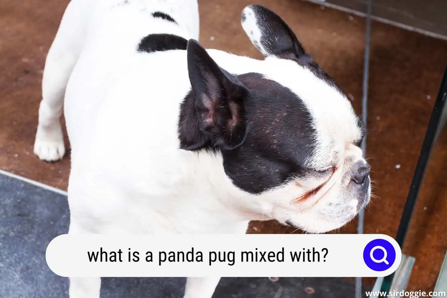 what is a panda pug mixed with