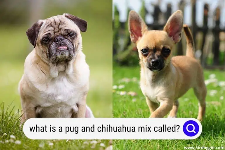 What Is A Pug And Chihuahua Mix Called?