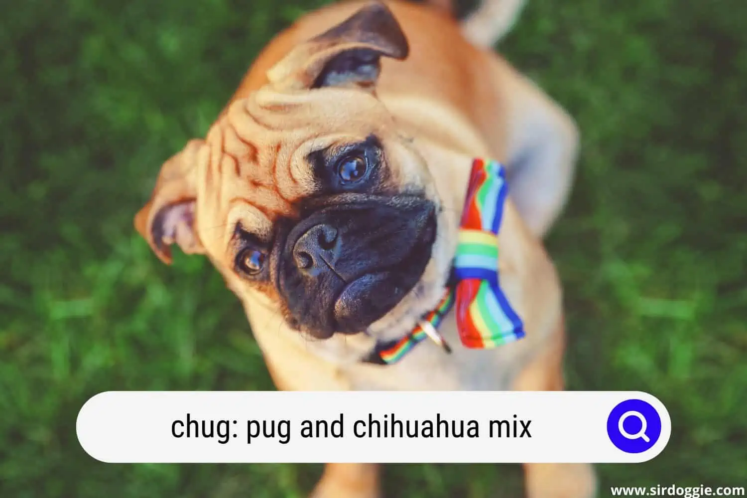 what is a pug and chihuahua mix called