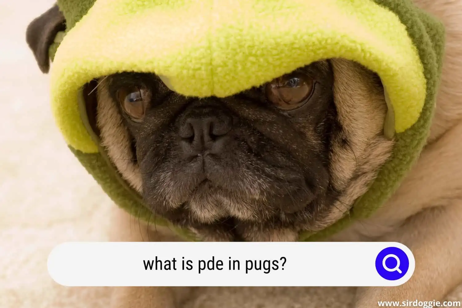 what is pde in pugs