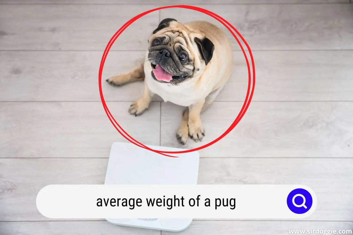 average weight of a pug