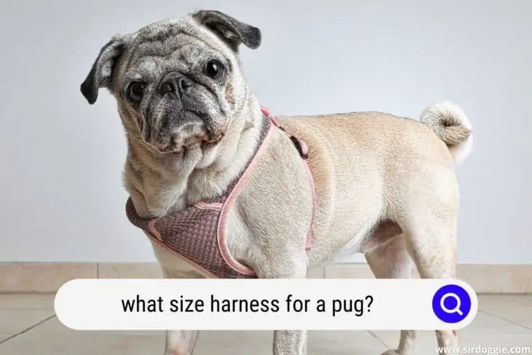 What Size Harness For A Pug?