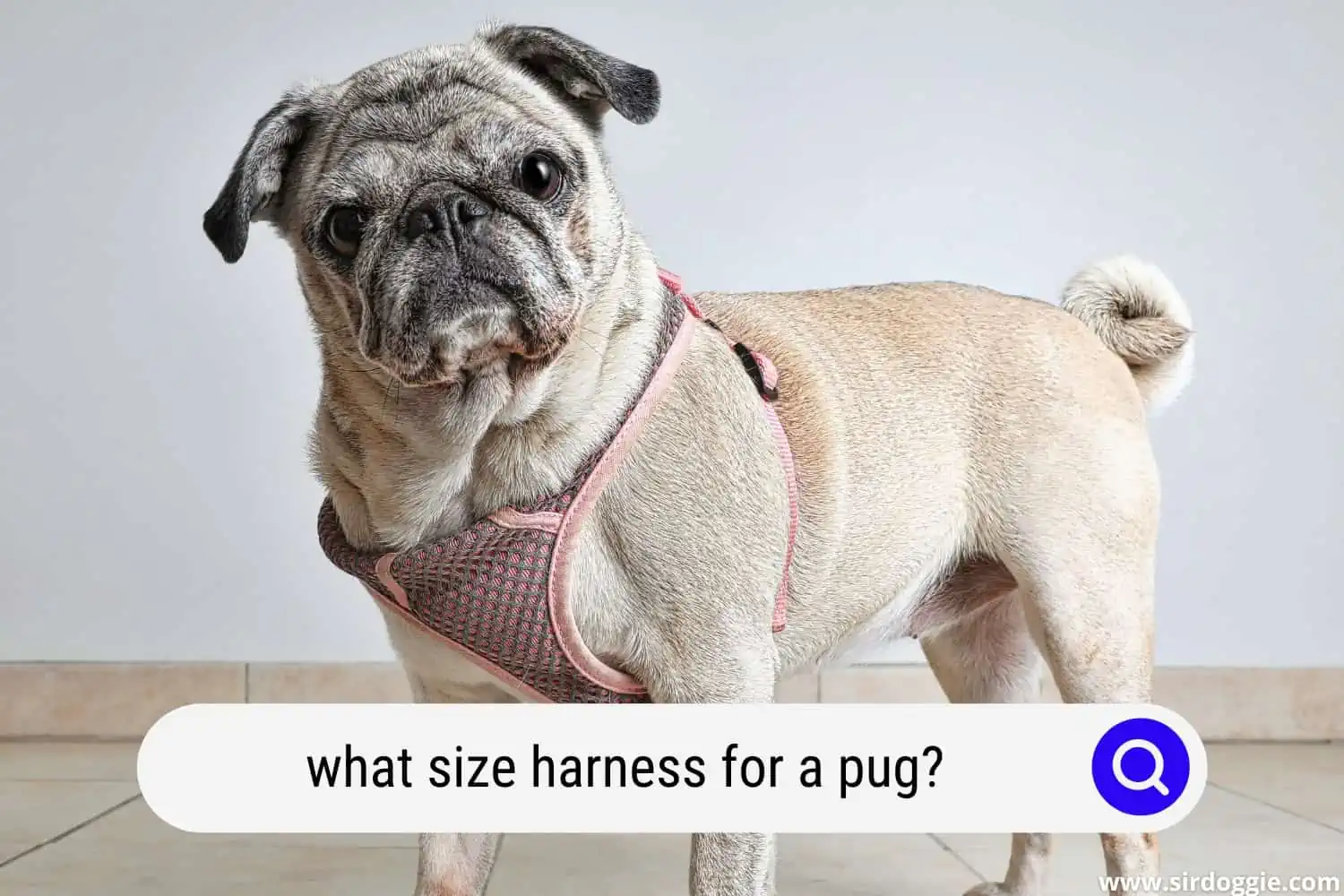 what size harness for a pug