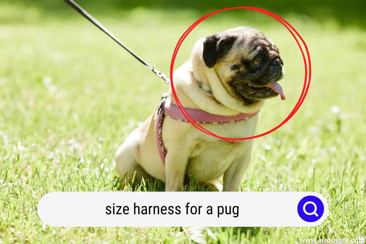 size harness for a pug