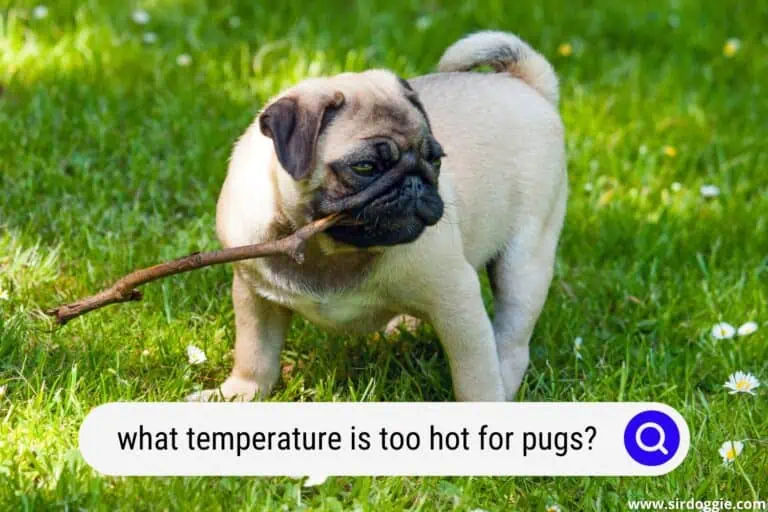 What Temperature Is Too Hot For Pugs?