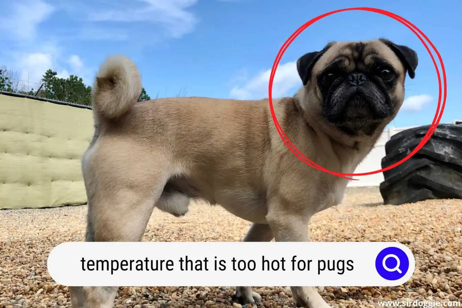 temperature that is too hot for pugs
