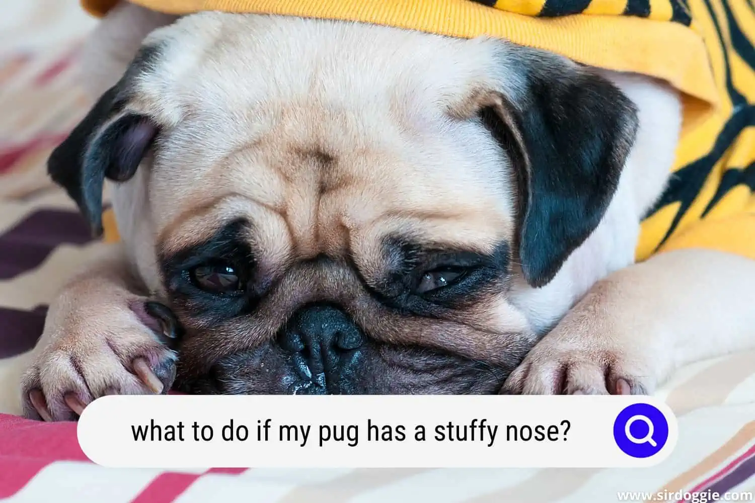 what to do if my pug has a stuffy nose