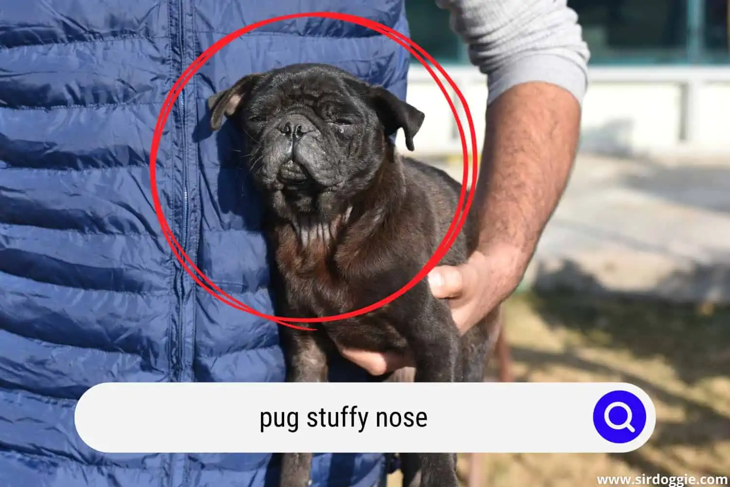 pug stuffy nose