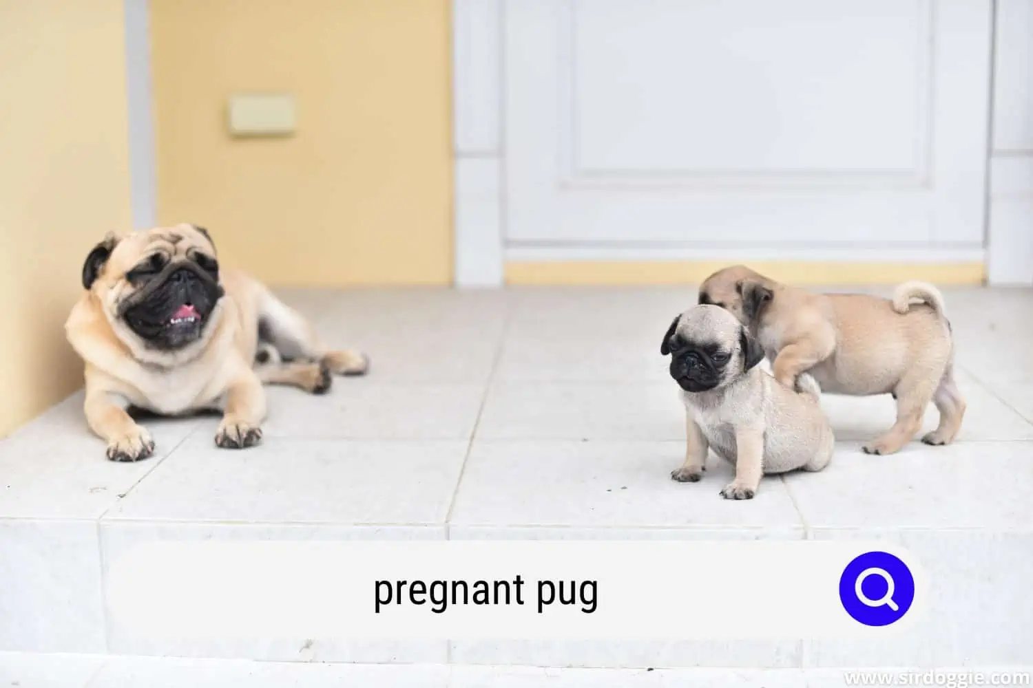 pregnant pug