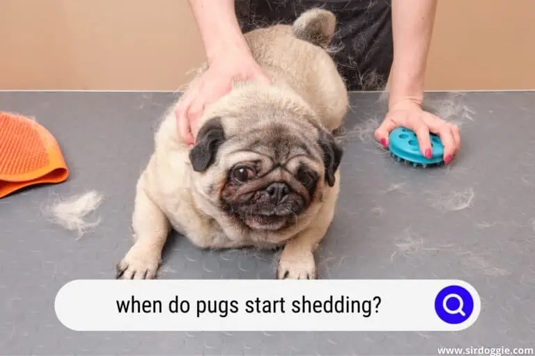 When Do Pugs Start Shedding?