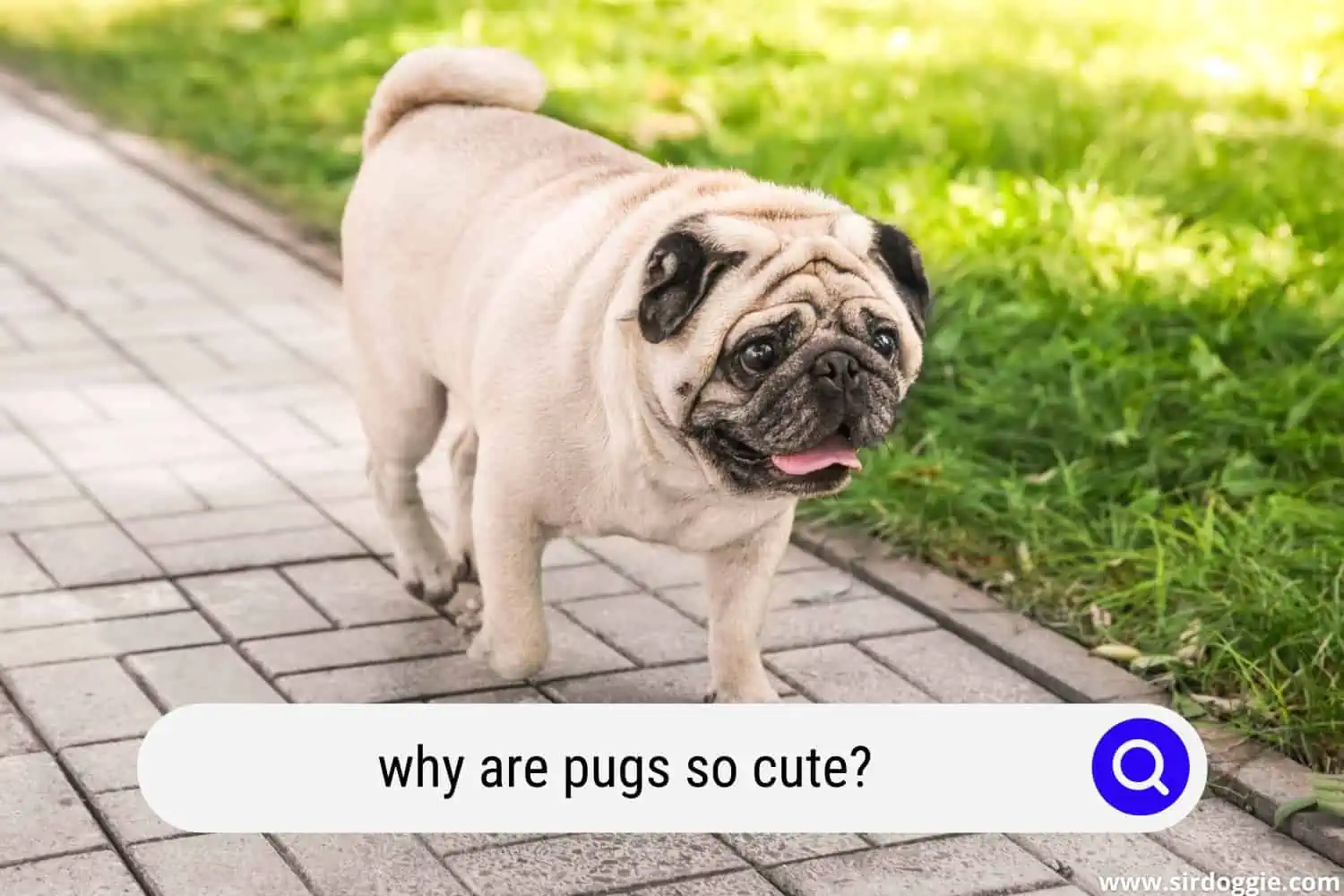 why are pugs so cute