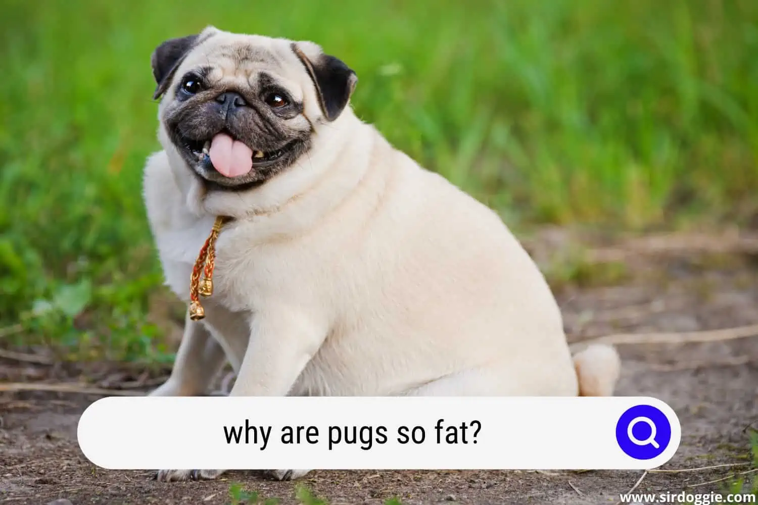 why are pugs so fat