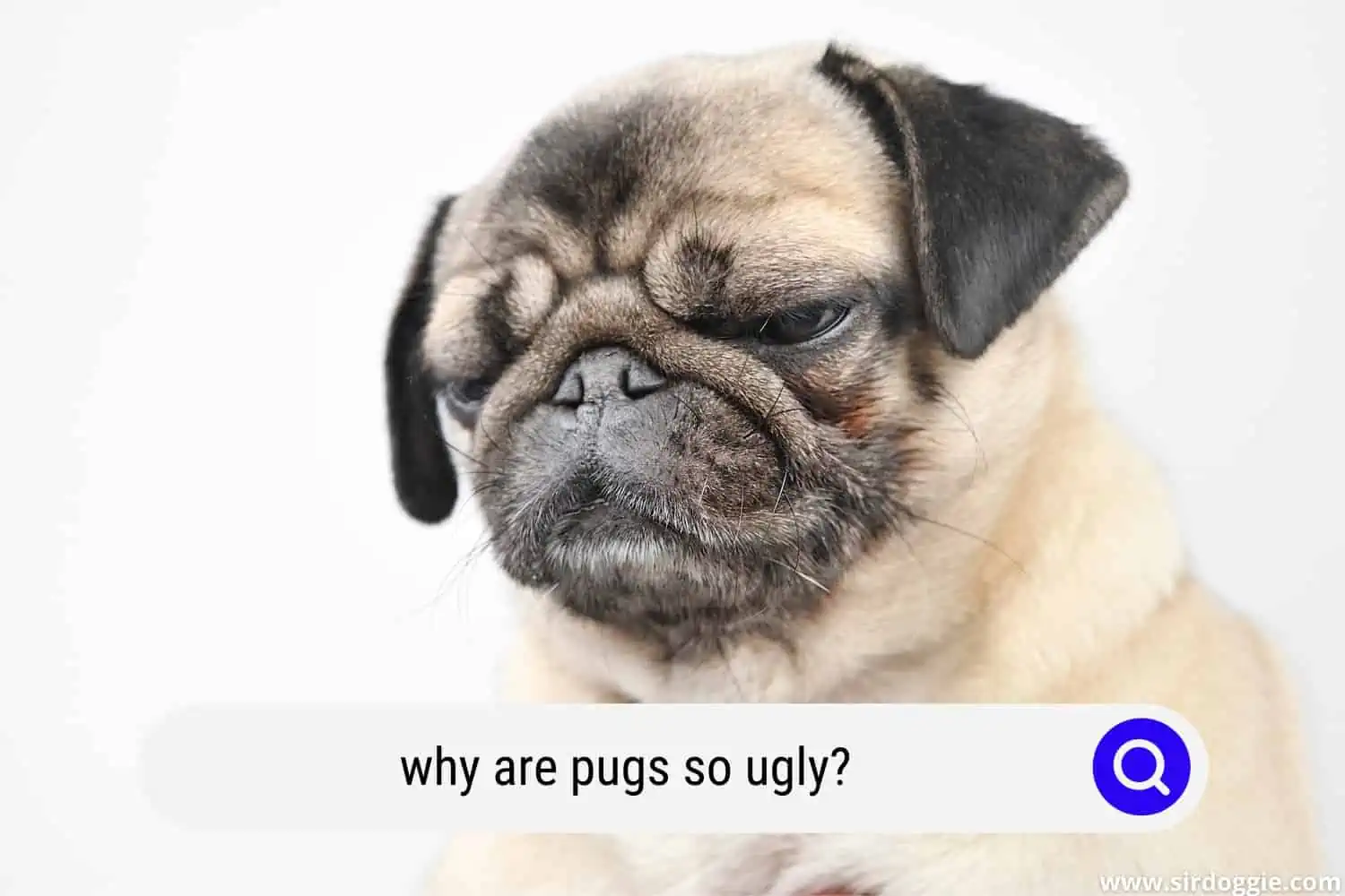 why are pugs so ugly