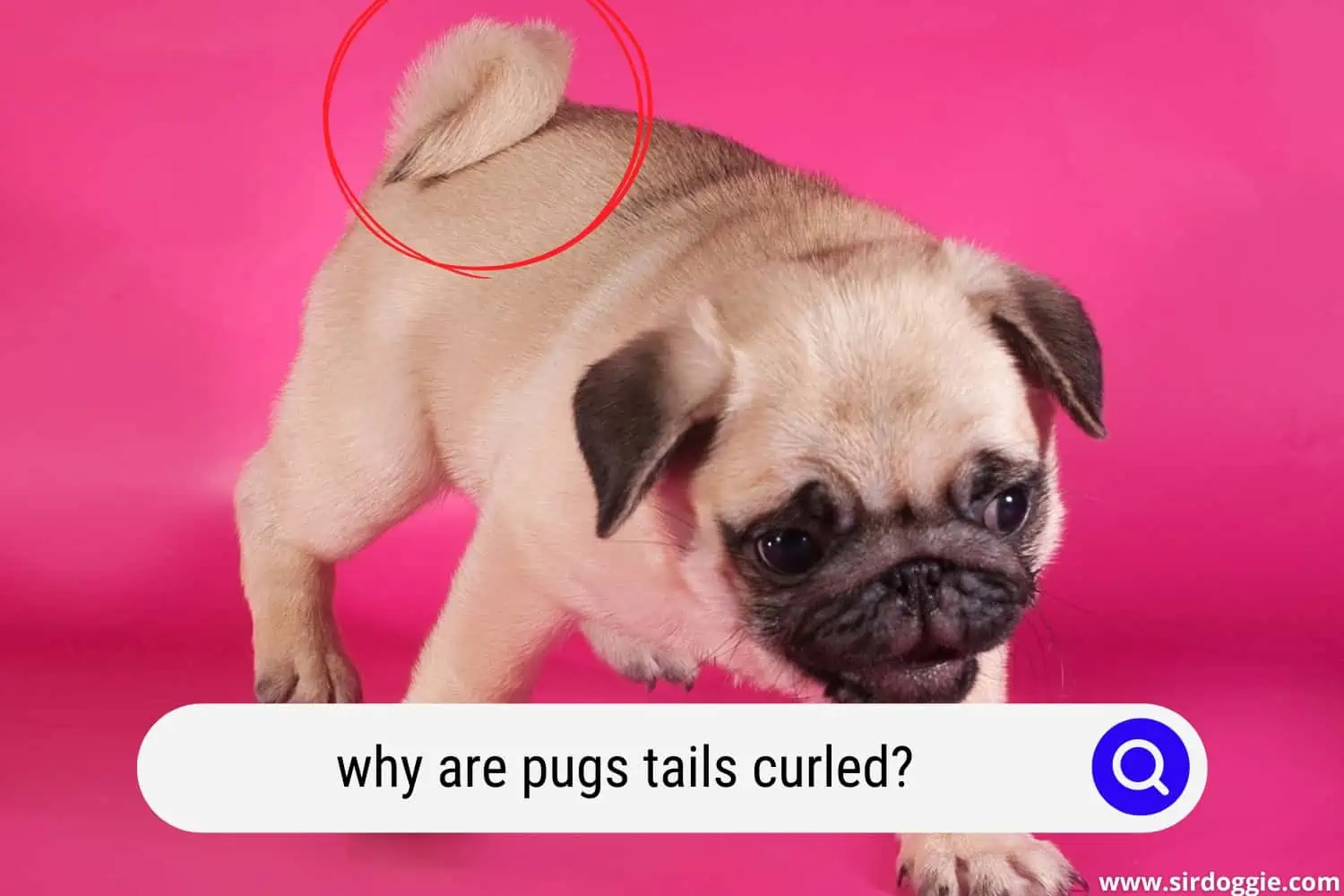 why are pugs tails curled