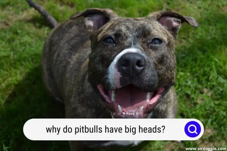 Why Do Pitbulls Have Big Heads? Read This First!