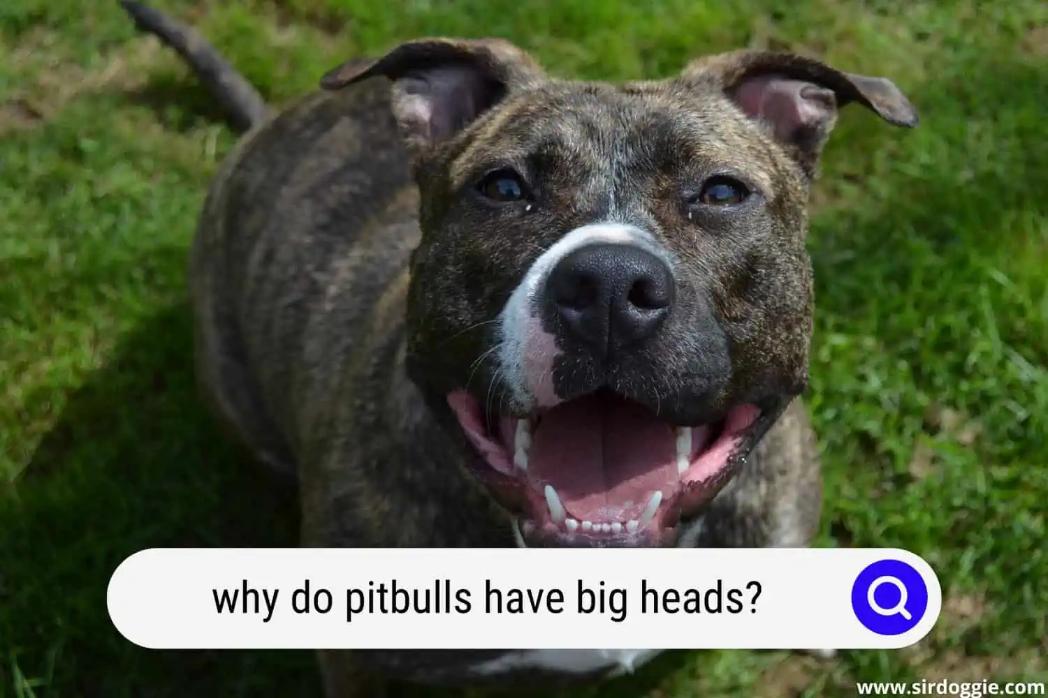 why do pitbulls have big heads