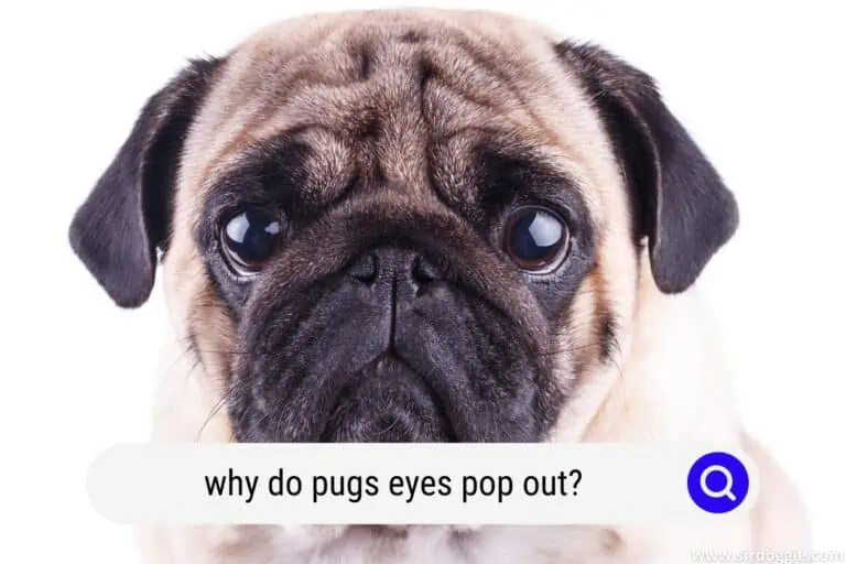 why do pugs eyes pop out?
