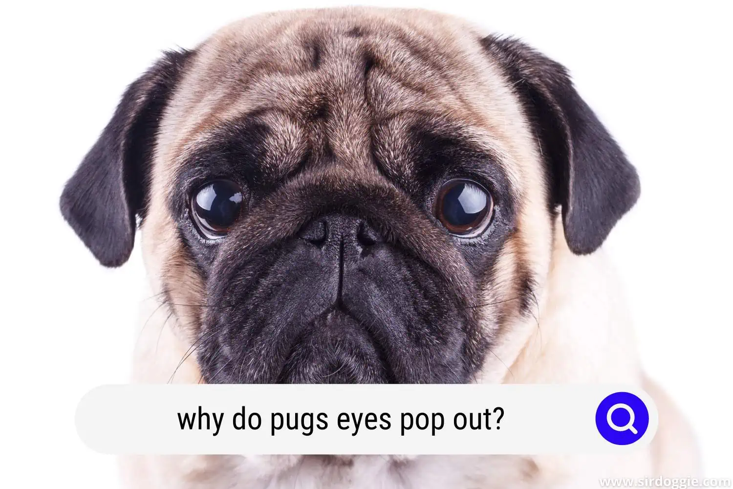 why do pugs eyes pop out