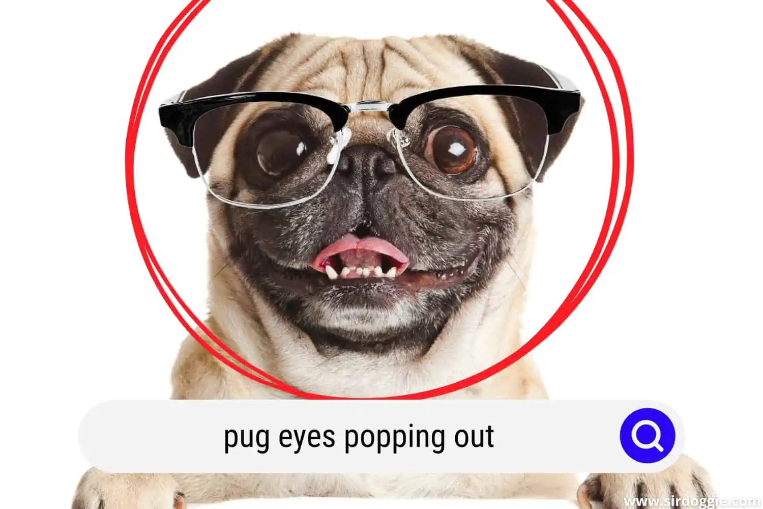 pug eyes popping out