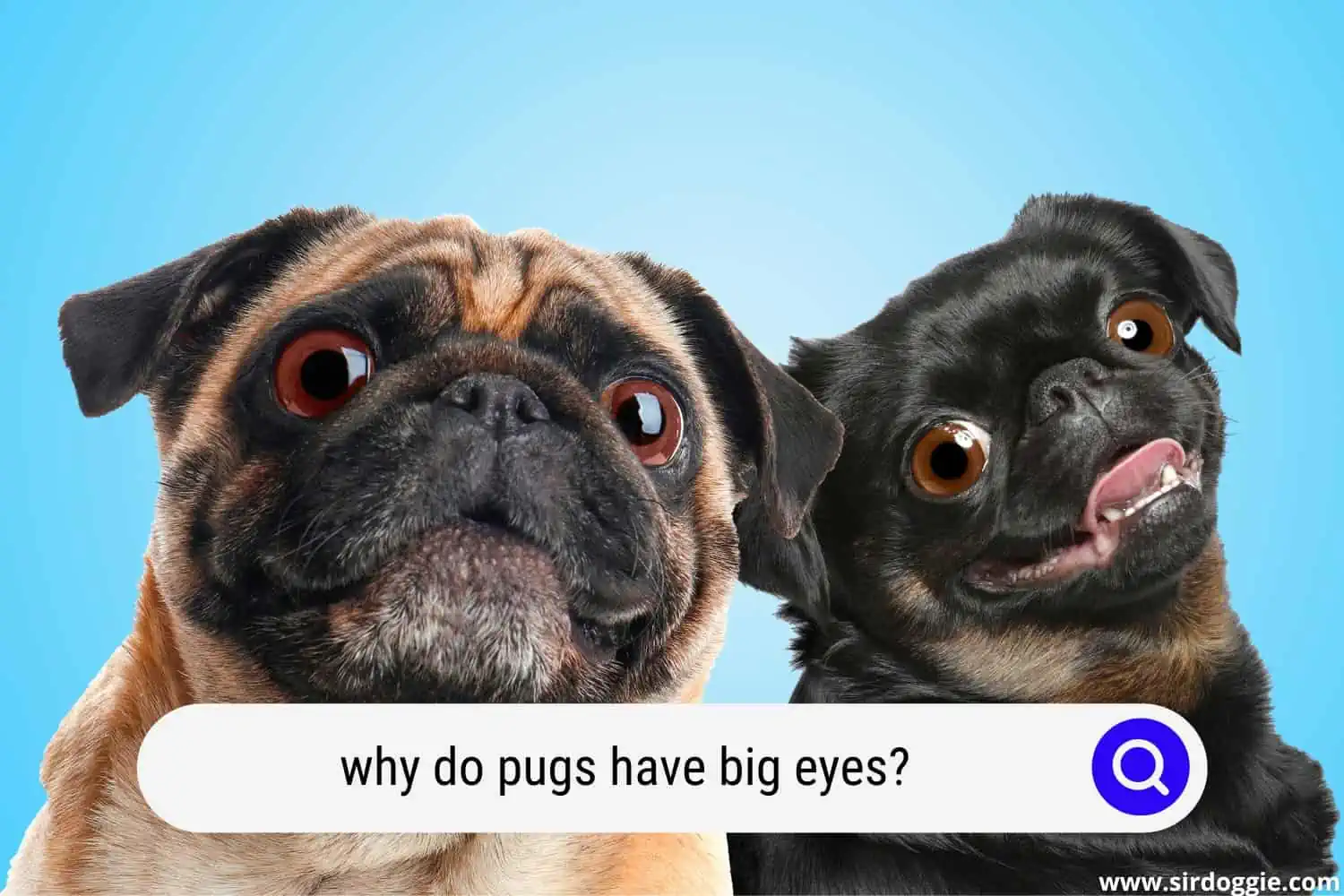 why do pugs have big eyes
