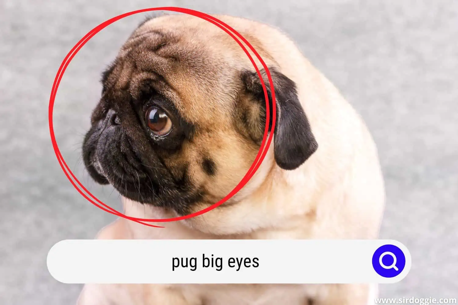 pug big eyes