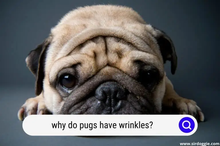 Why Do Pugs Have Wrinkles? Learn About Their Origin and 5 Essential Cleaning Steps