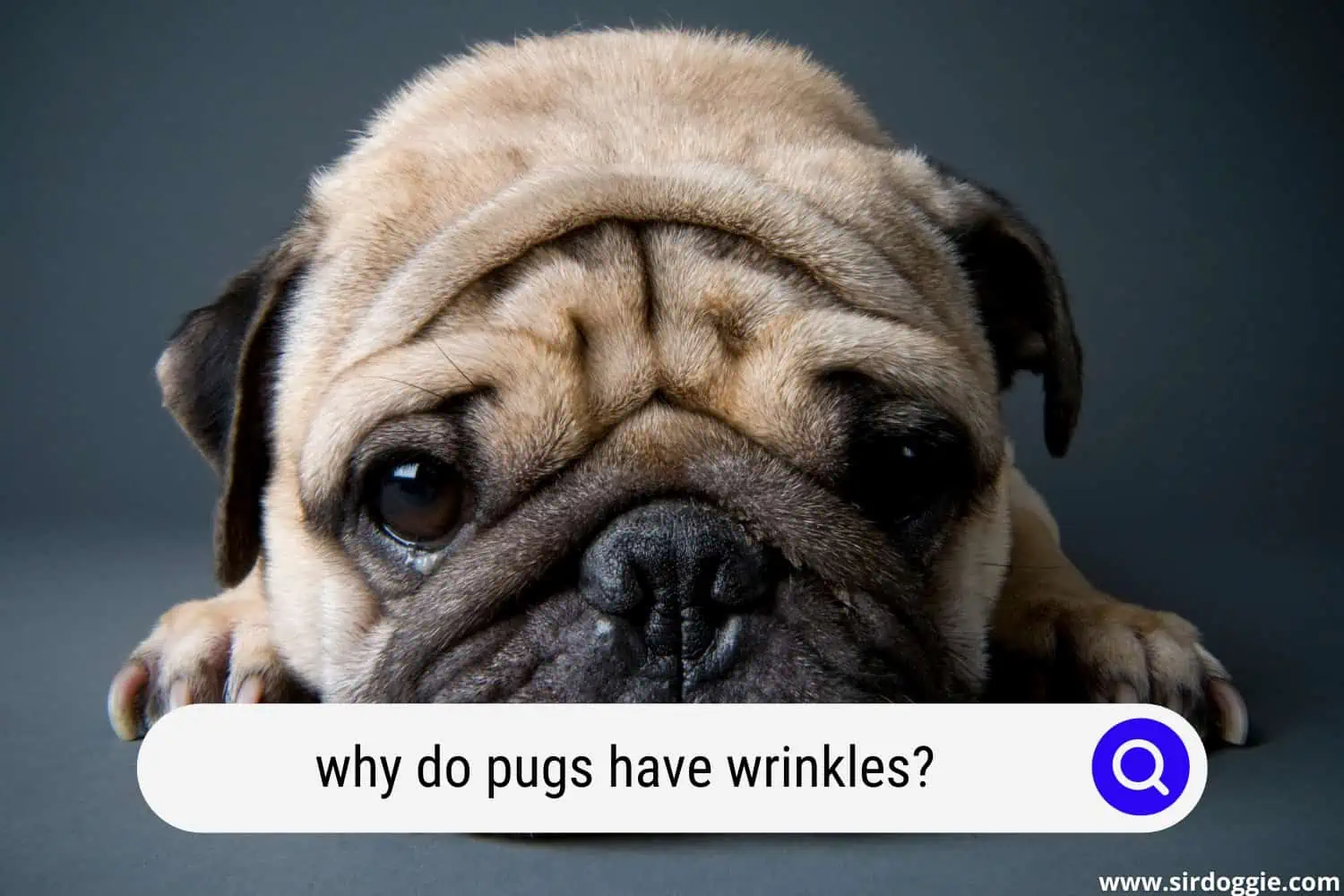 why do pugs have wrinkles
