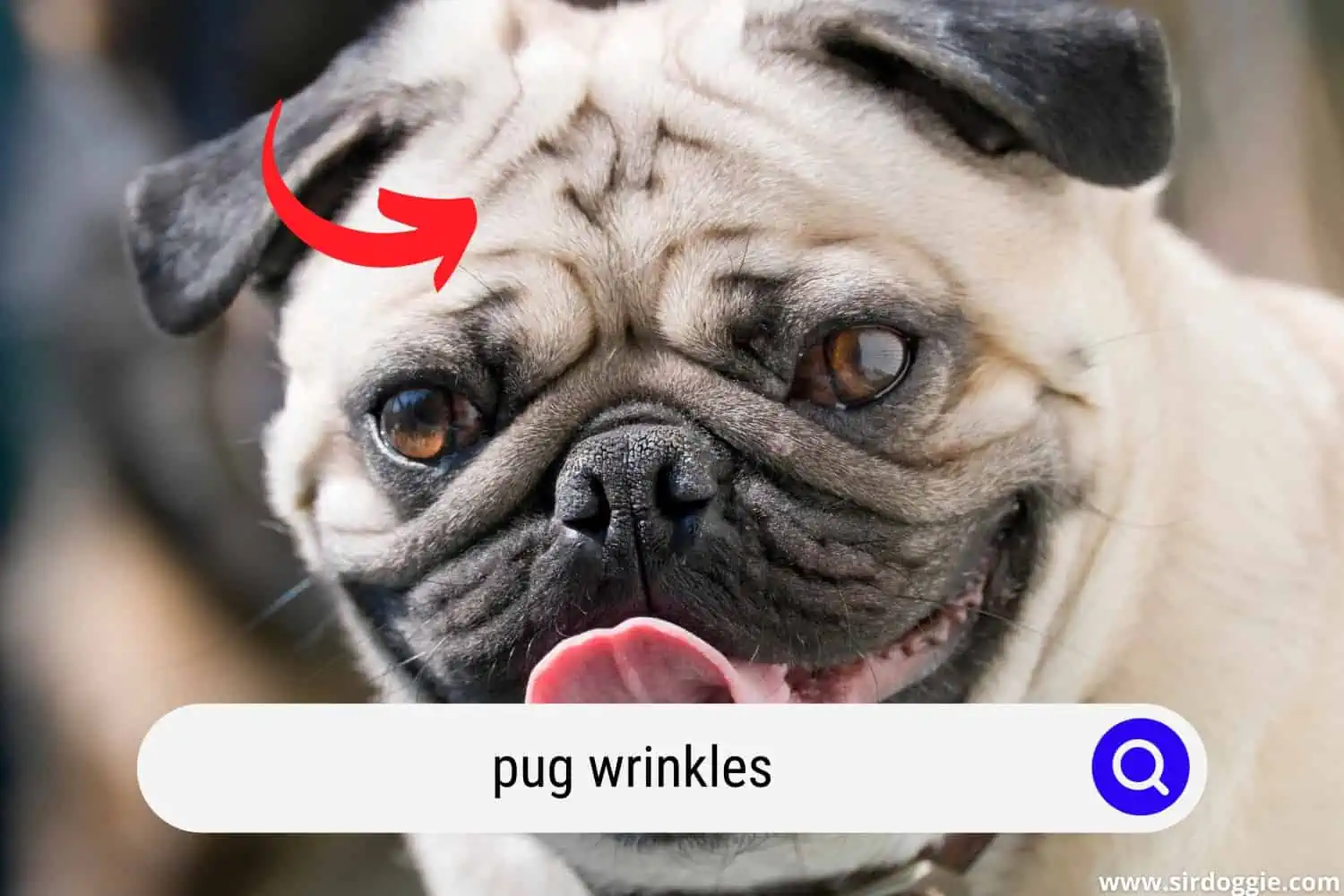 pug wrinkles