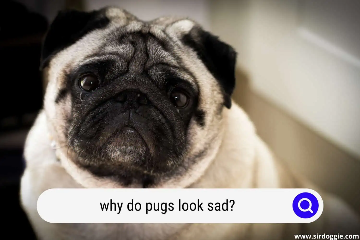 why do pugs look sad