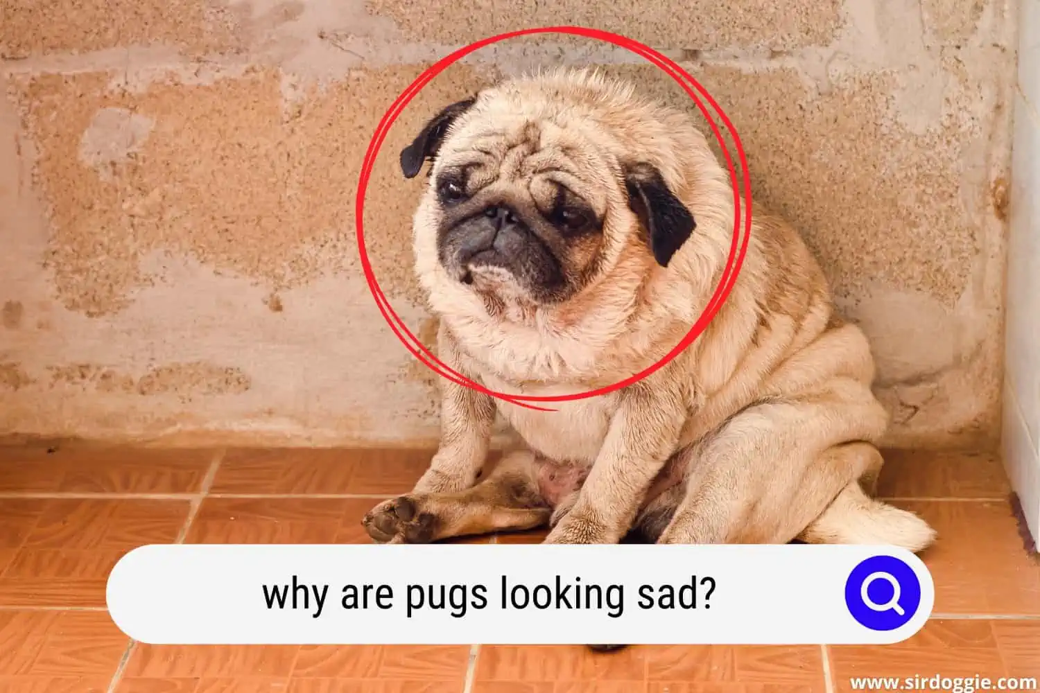 pug looking sad