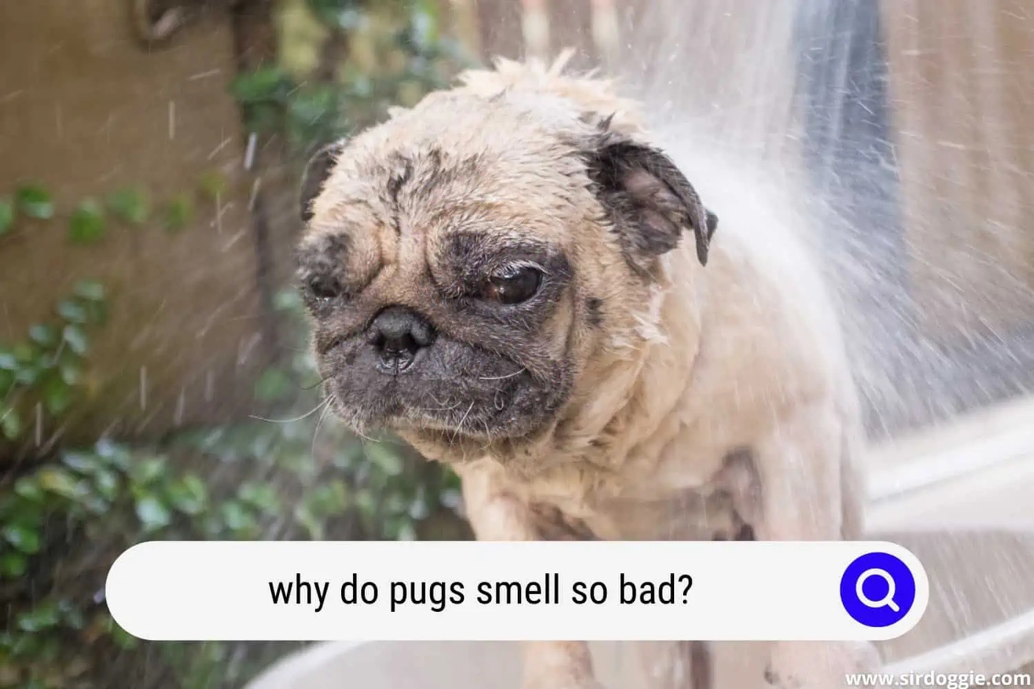 why do pugs smell so bad