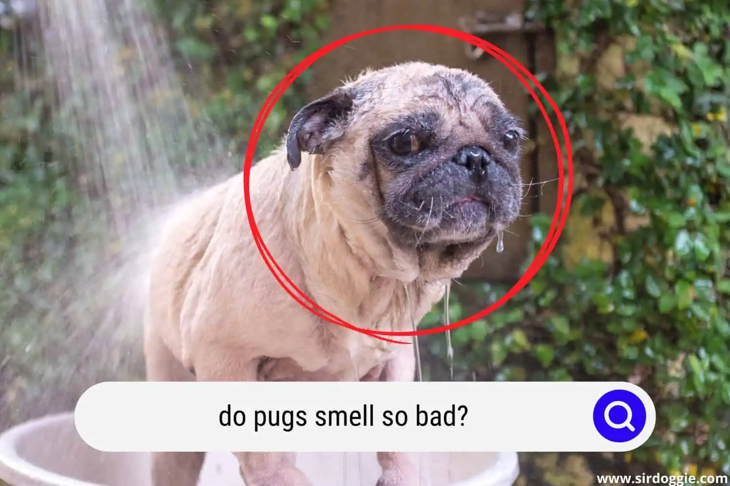 do pugs smell so bad