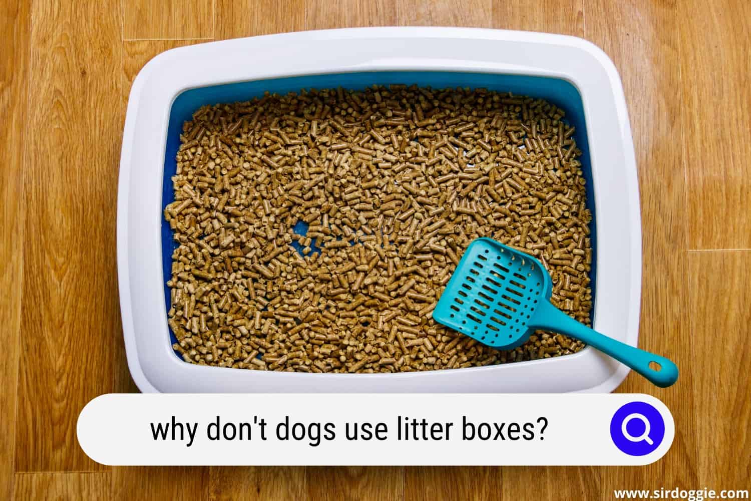 Why Don't Dogs Use Litter Boxes?