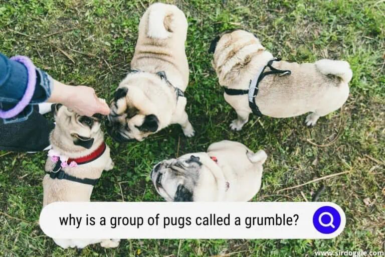 Why Is A Group Of Pugs Called A Grumble?