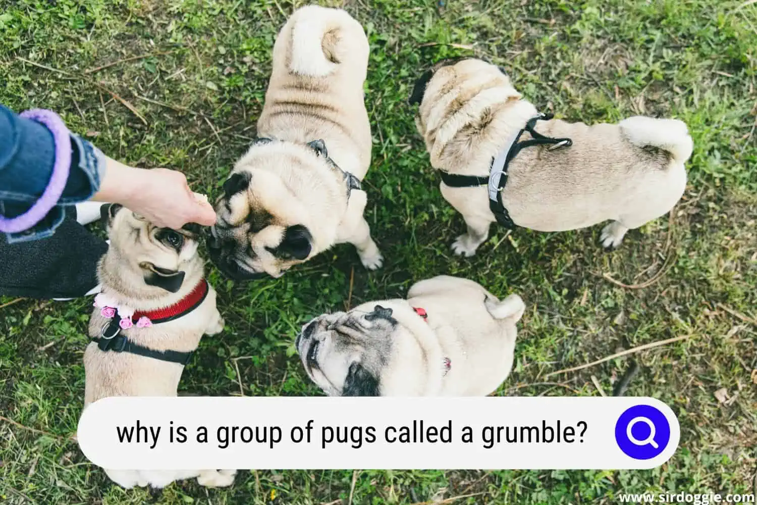 why is a group of pugs called a grumble