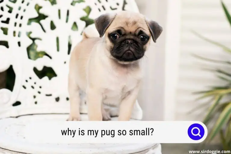 Why Is My Pug So Small?