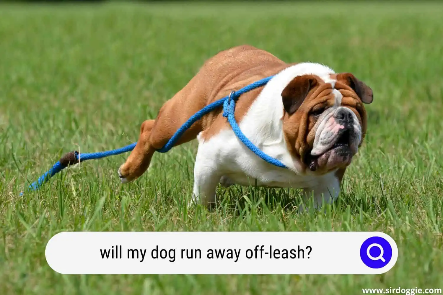 will my dog run away off leash