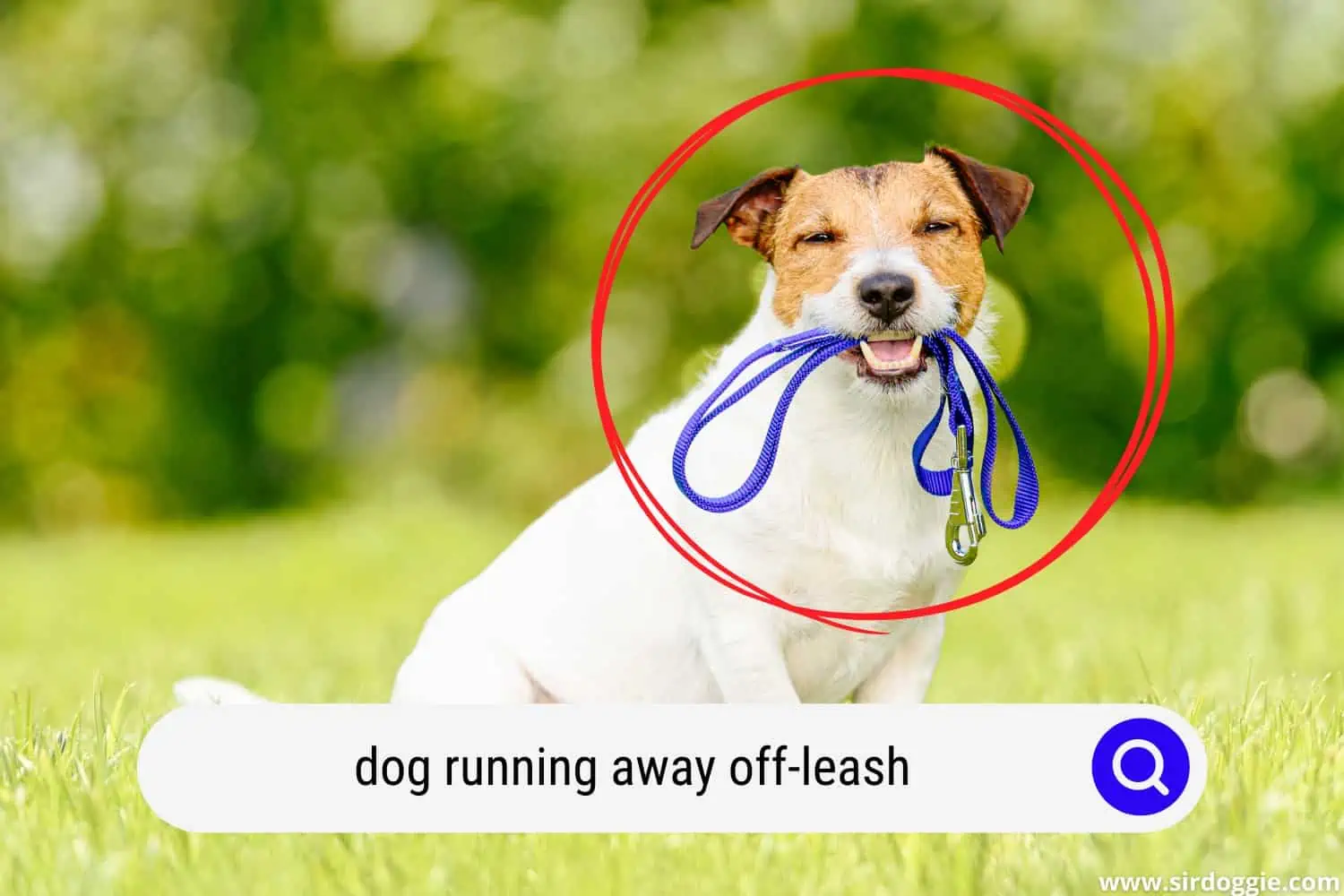 dog running away off leash