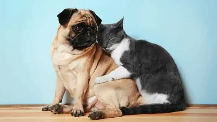 Teach Your Pug Not To Be Afraid Of Kittens