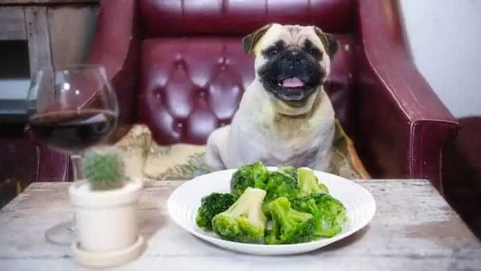 Can Dogs Eat Broccoli Stems