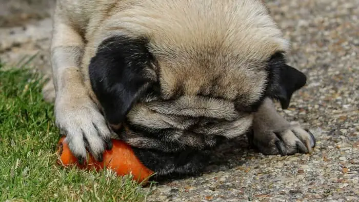 What Vegetables Can Pugs Eat