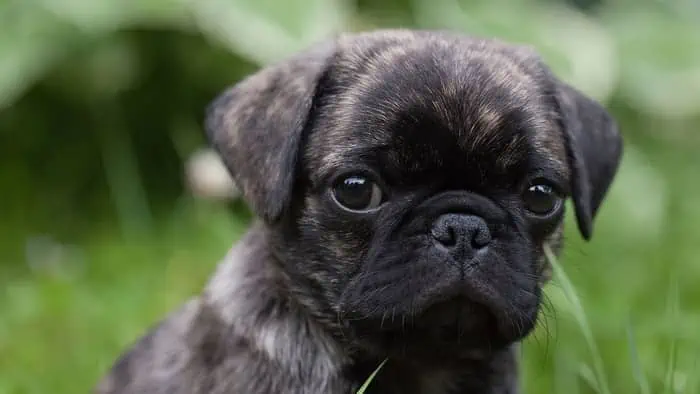 Why Are Brindle Pugs So Rare